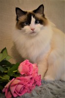 /album/nase-odchovy/gemma-16-months-jpg/